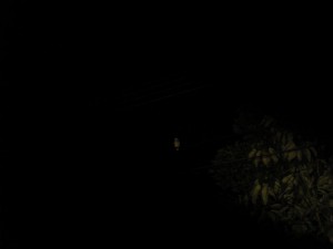 Eule bei Nacht